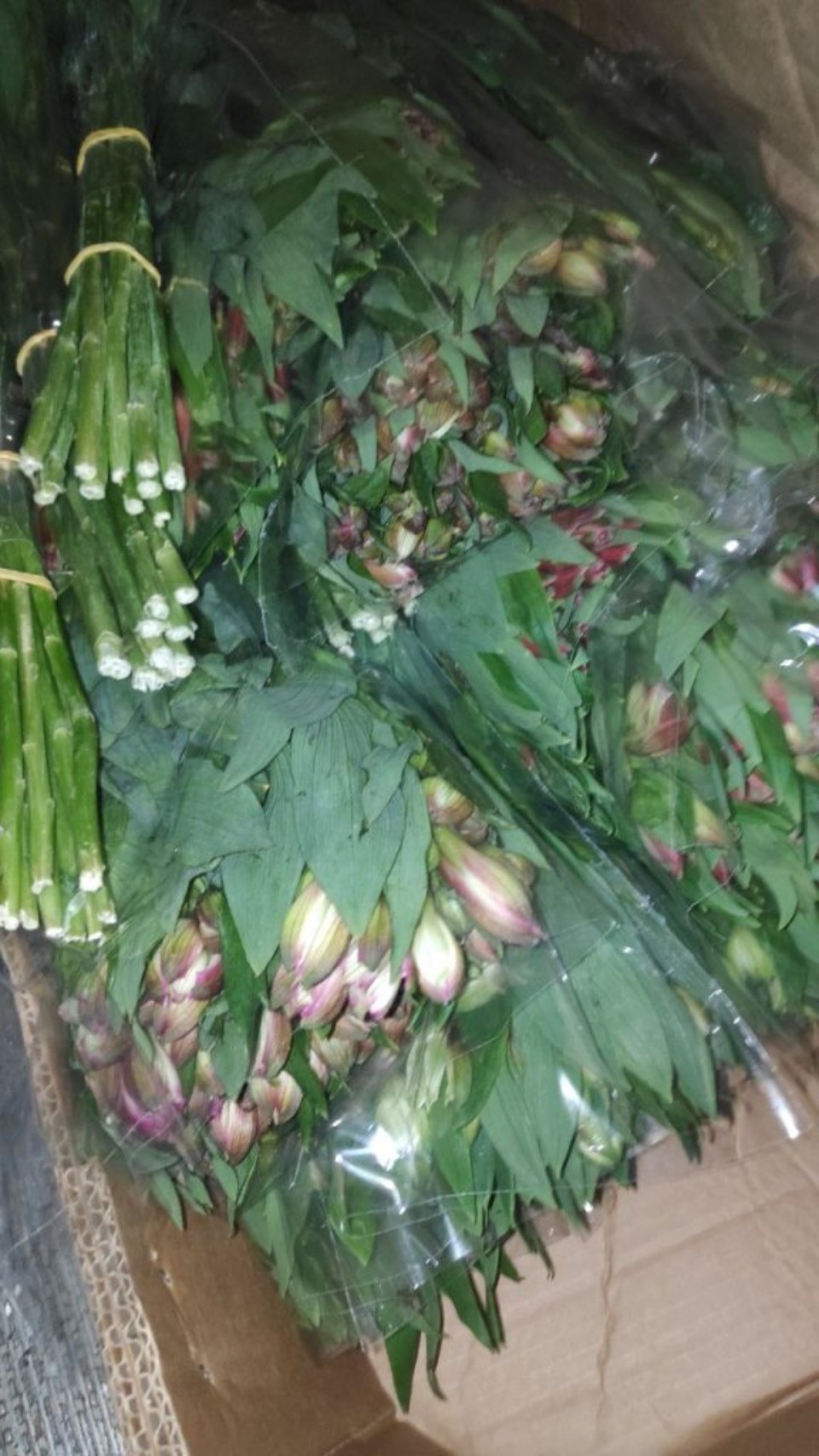 Более трех тысяч зараженных цветов пытались ввезти в Псковскую область