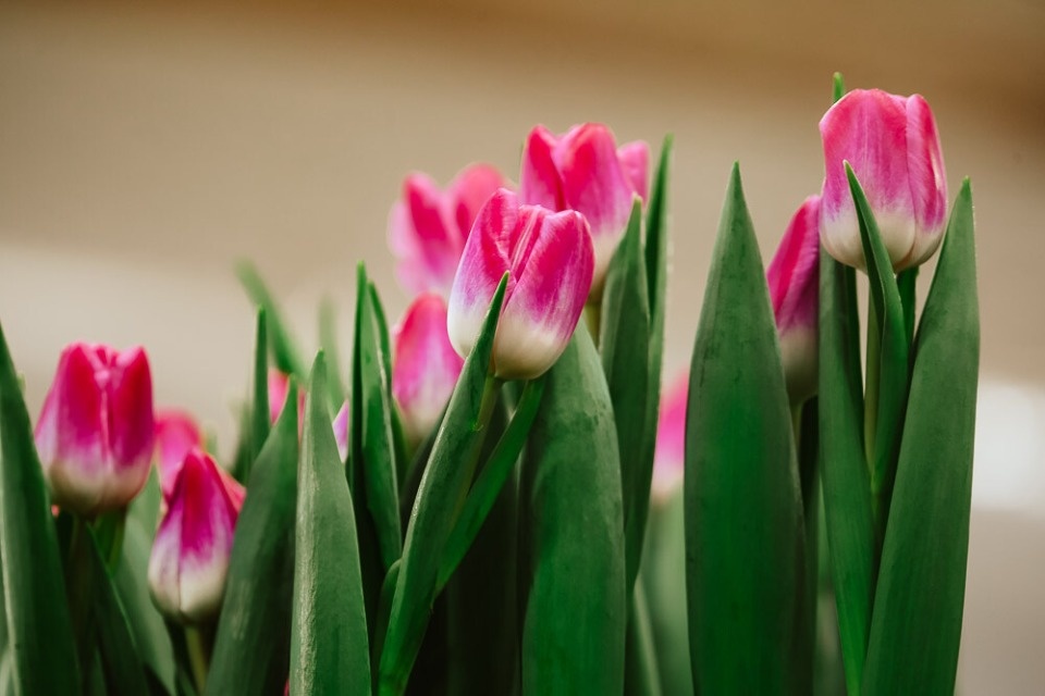 10 февраля в магазины Пскова поступят первые тюльпаны