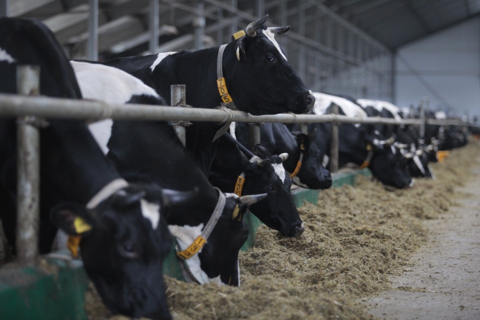 Прирост в 30% показала аграрная отрасль Псковская область по итогам 2024 года