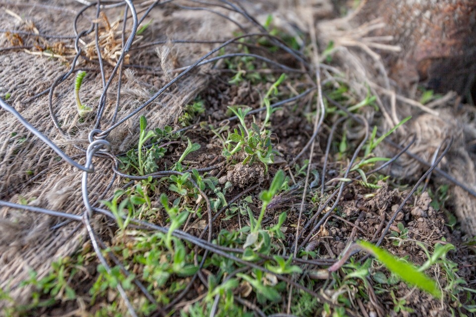 В Псковской области прорабатывают место строительства тепличного комплекса для выращивания сосен и елей В Псковской области прорабатывают место строительства тепличного комплекса для выращивания сосен и елей