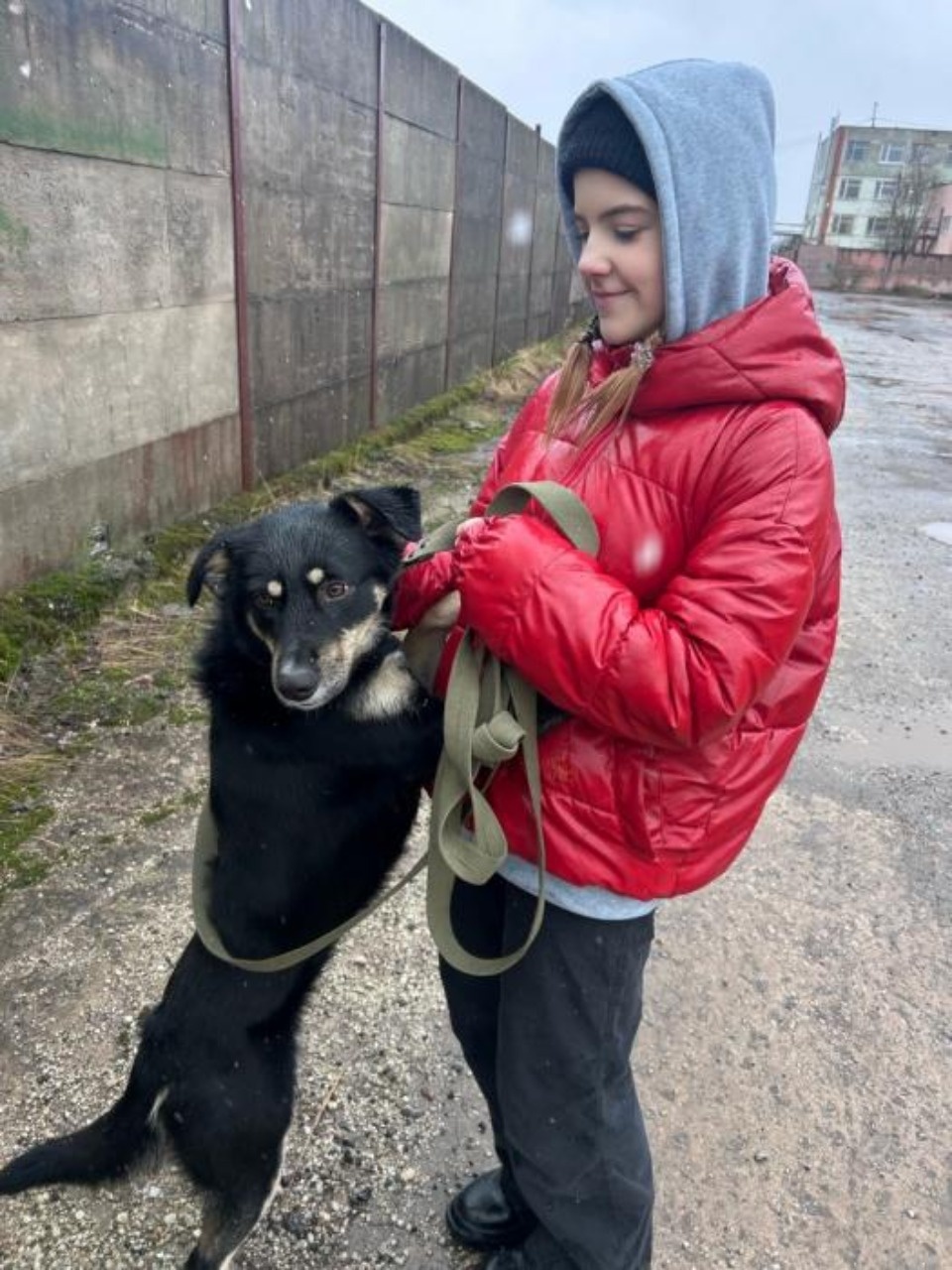 Приют «Лесопилка» в Пскове ищет кураторов для животных