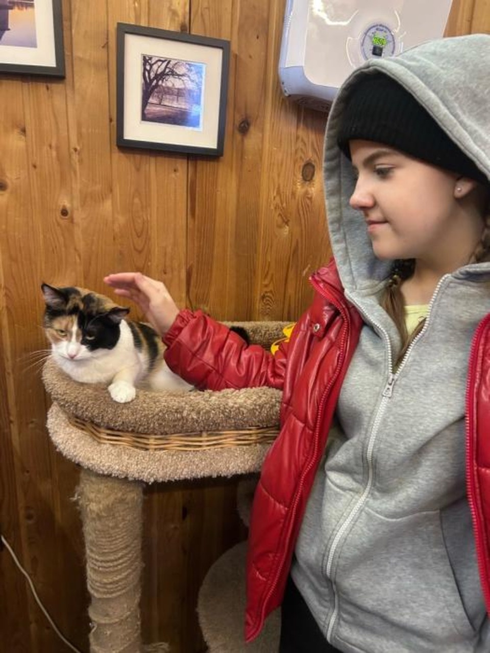 Приют «Лесопилка» в Пскове ищет кураторов для животных