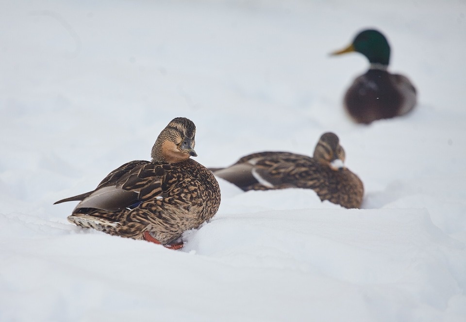До -10 градусов ожидается в Псковской области 7 февраля 