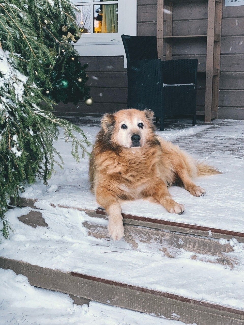 Миша спас Мишу: В Пушкинских Горах полицейский спас пса, провалившегося под лед Монастырского пруда