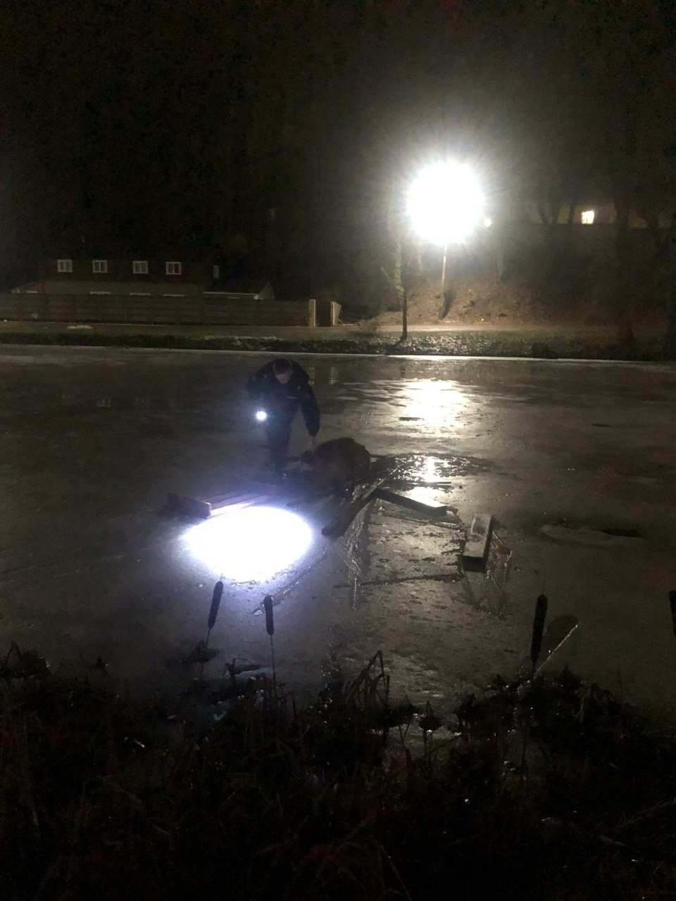 Миша спас Мишу: В Пушкинских Горах полицейский спас пса, провалившегося под лед Монастырского пруда