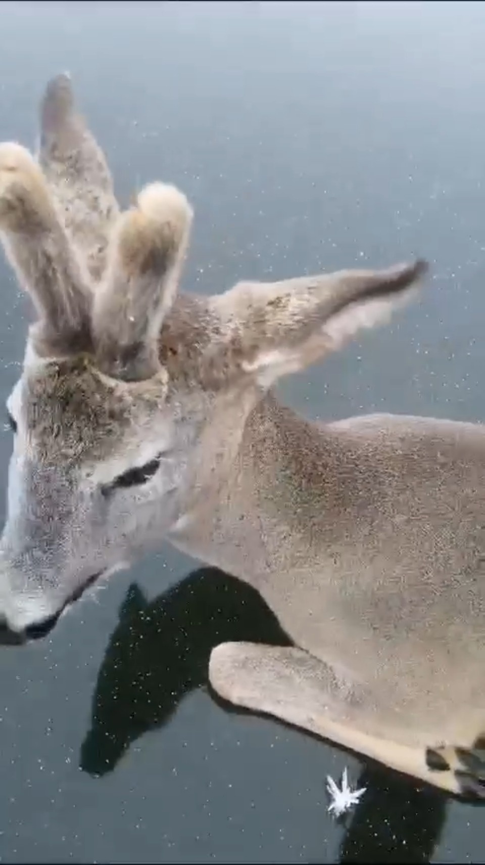В Невельском районе мужчина спас погибающую на озере косулю В Невельском районе мужчина спас погибающую на озере косулю
