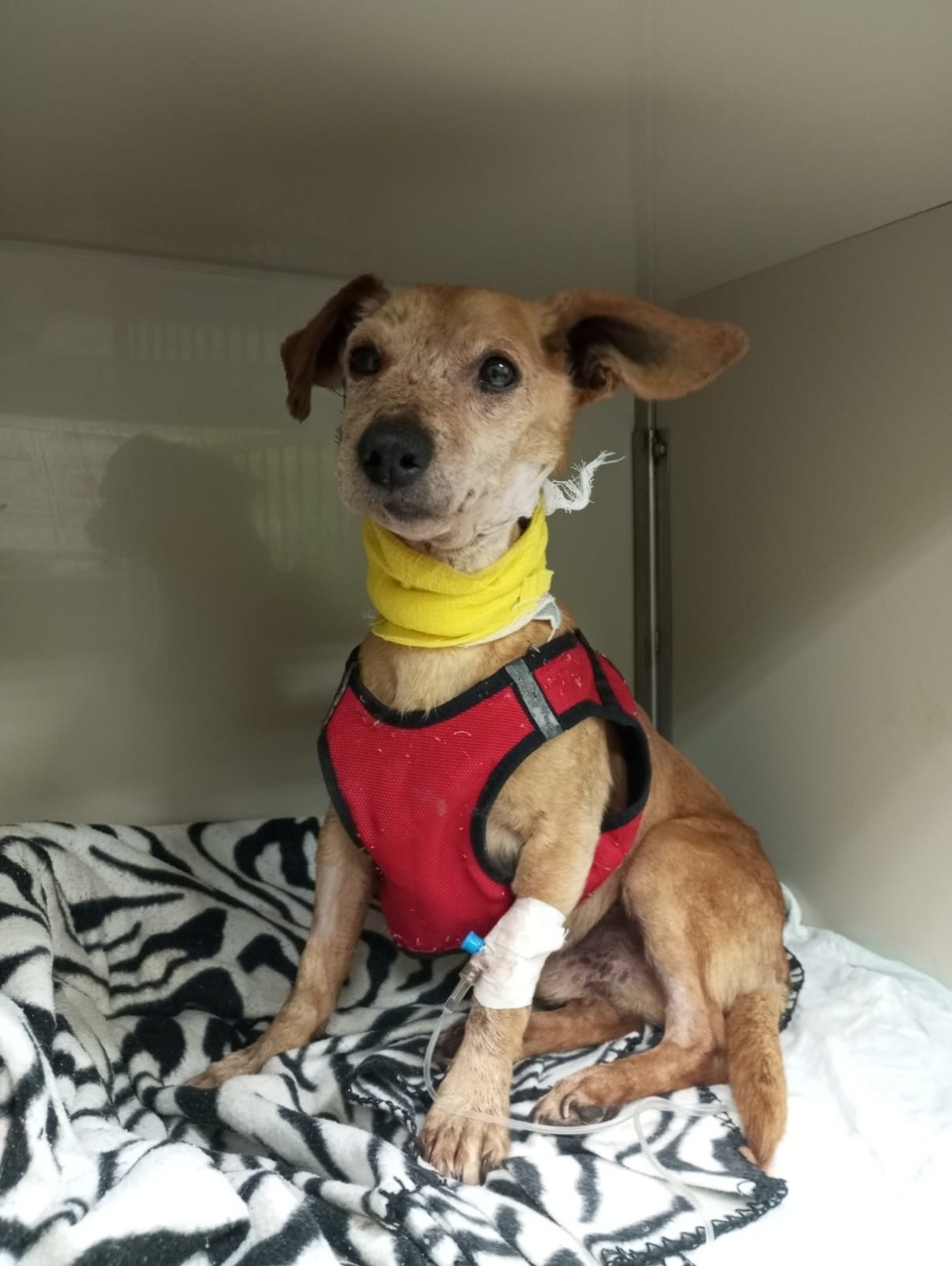 Псковские волонтеры рассказали о судьбе пса Рыжика, обнаруженного с пулями в теле