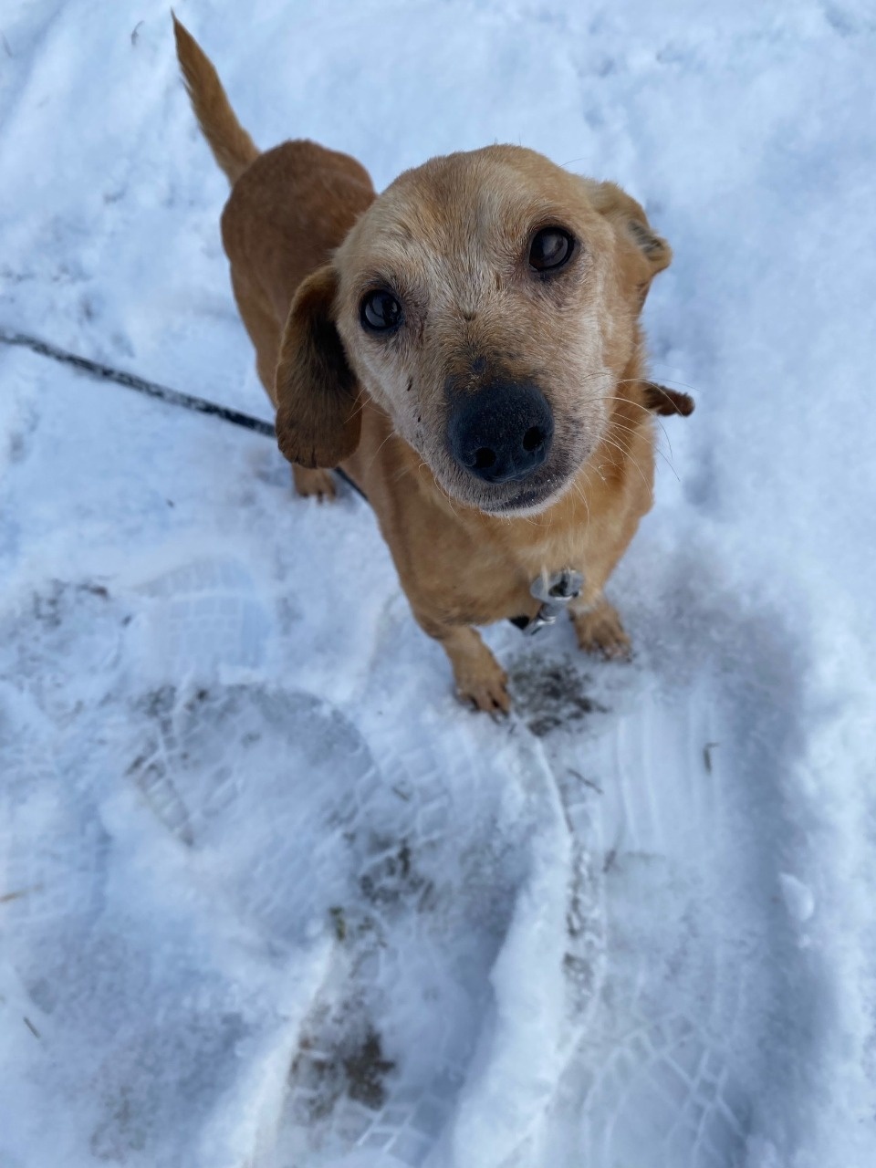 Псковские волонтеры рассказали о судьбе пса Рыжика, обнаруженного с пулями в теле
