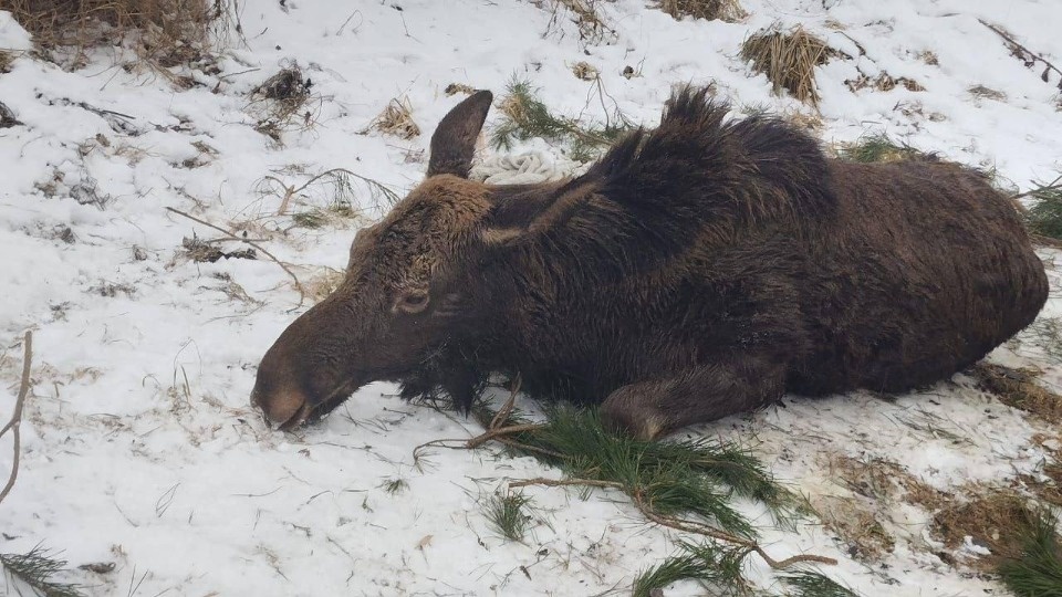 Замерзавшую в полынье лосиху спасли в Невельском районе Замерзавшую в полынье лосиху спасли в Невельском районе