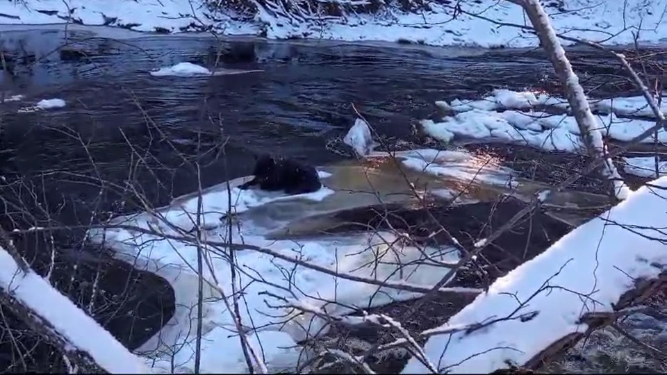 Дрейфующую на льдине собаку спасли в Псковском районе Дрейфующую на льдине собаку спасли в Псковском районе