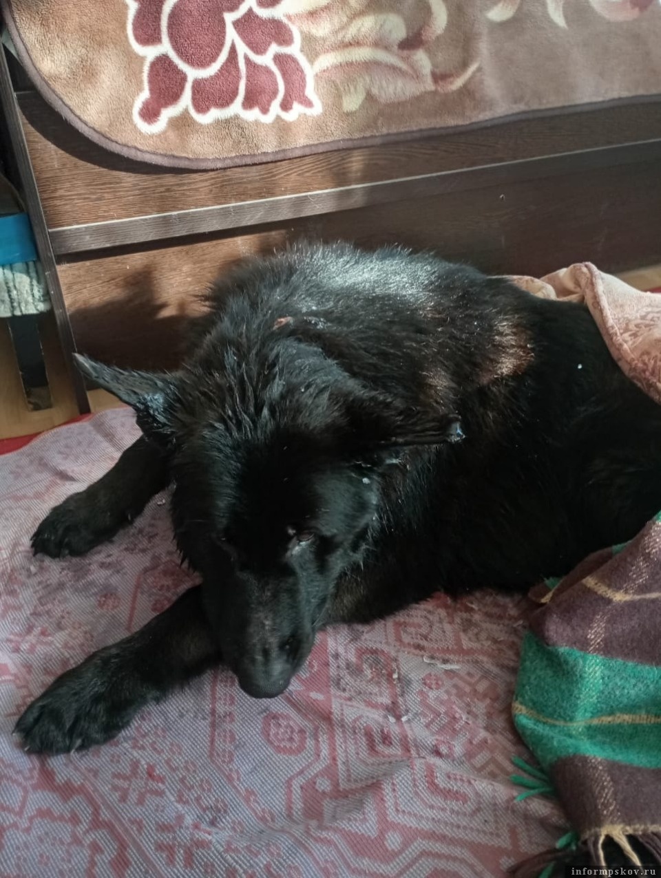 Дрейфующую на льдине собаку спасли в Псковском районе Дрейфующую на льдине собаку спасли в Псковском районе