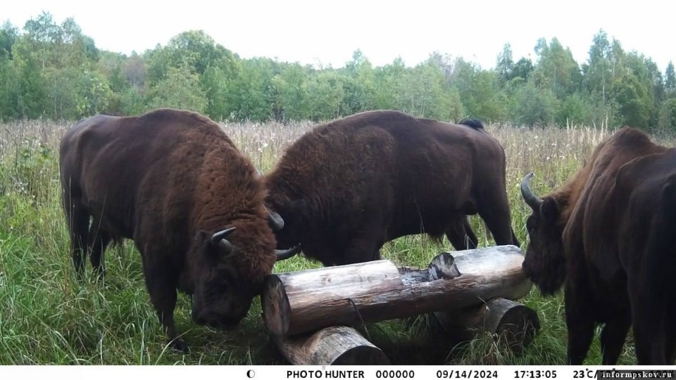 Зубры могут поселиться в национальном парке «Себежский» на постоянной основе 