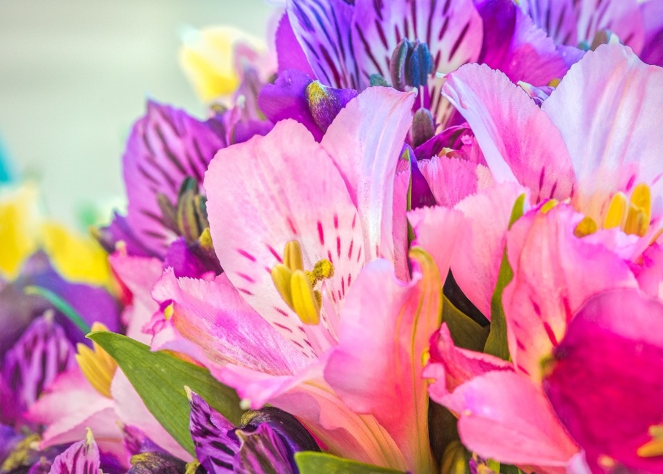 В Псковской области уничтожат зараженные альстромерии и хризантемы