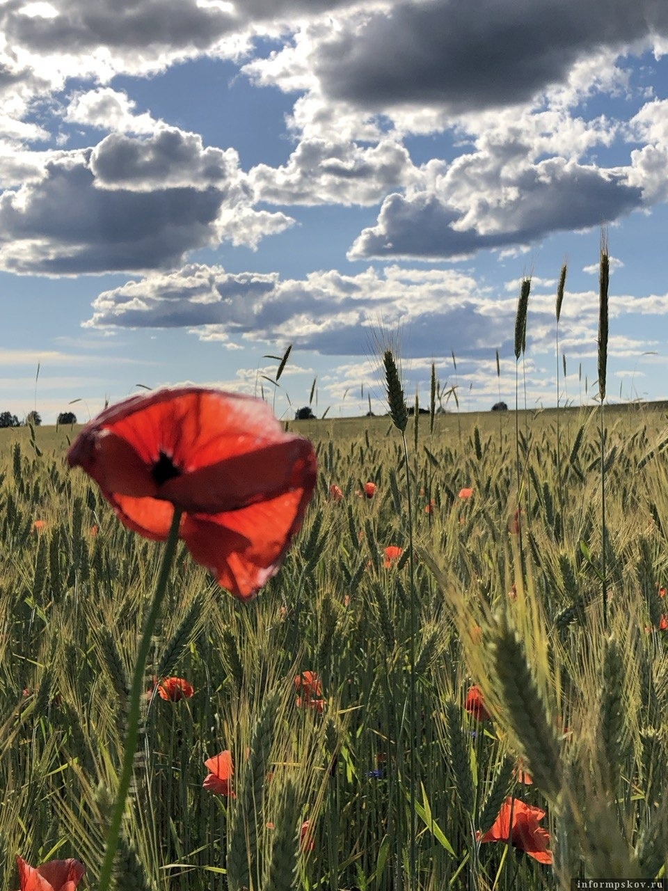 130 кустов мака и более 640 кустов конопли изъяли в Псковской области в 2024 году