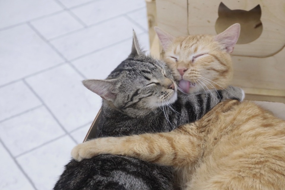 Усатые-полосатые Усатые-полосатые