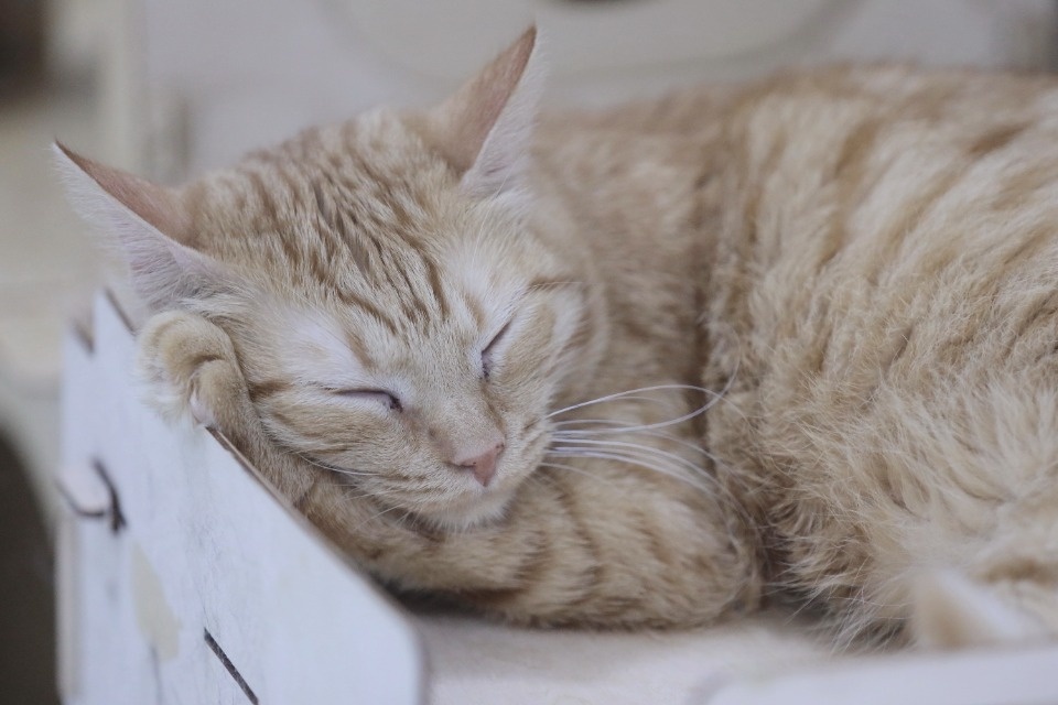 Усатые-полосатые Усатые-полосатые