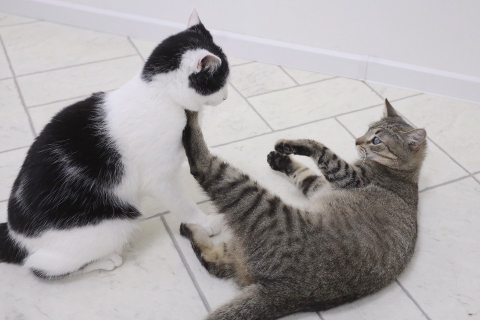 Усатые-полосатые Усатые-полосатые