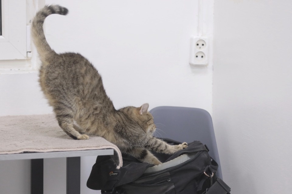 Усатые-полосатые Усатые-полосатые