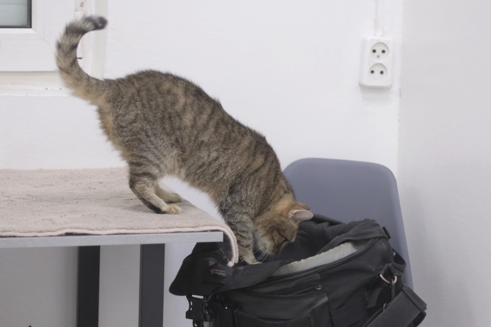 Усатые-полосатые Усатые-полосатые