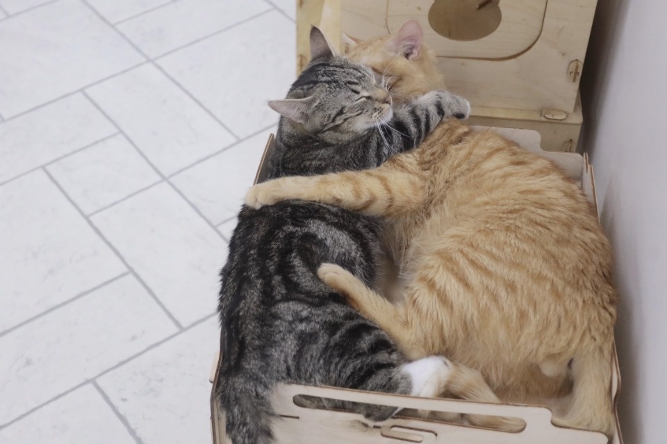 Усатые-полосатые Усатые-полосатые