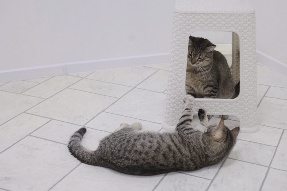 Усатые-полосатые Усатые-полосатые