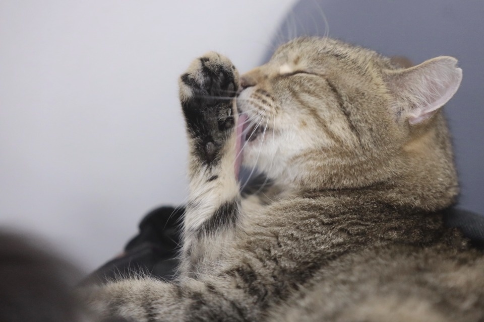 Усатые-полосатые Усатые-полосатые