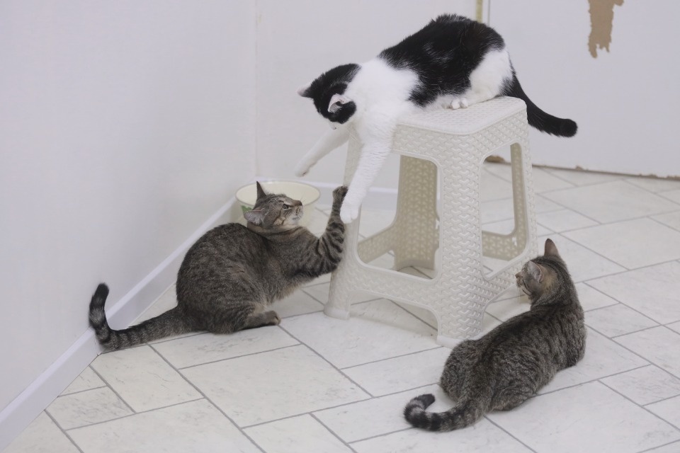 Усатые-полосатые Усатые-полосатые