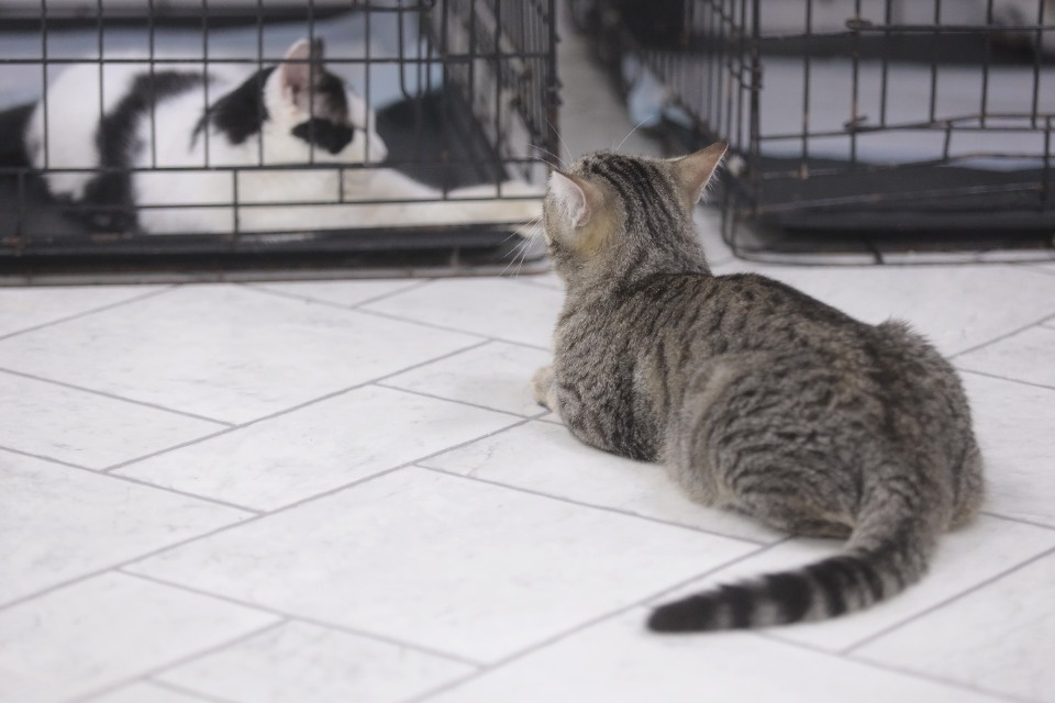 Усатые-полосатые Усатые-полосатые