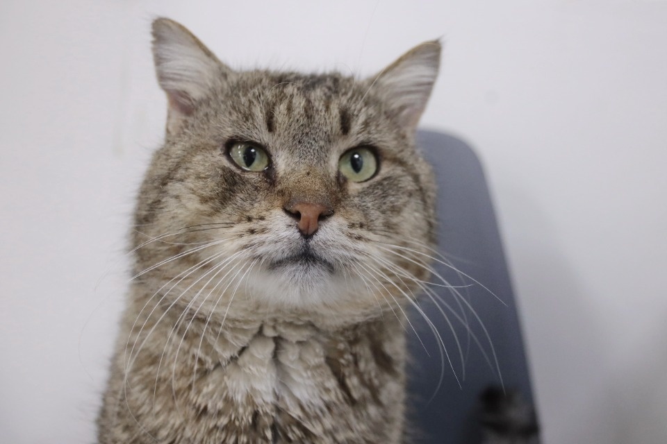 Усатые-полосатые Усатые-полосатые