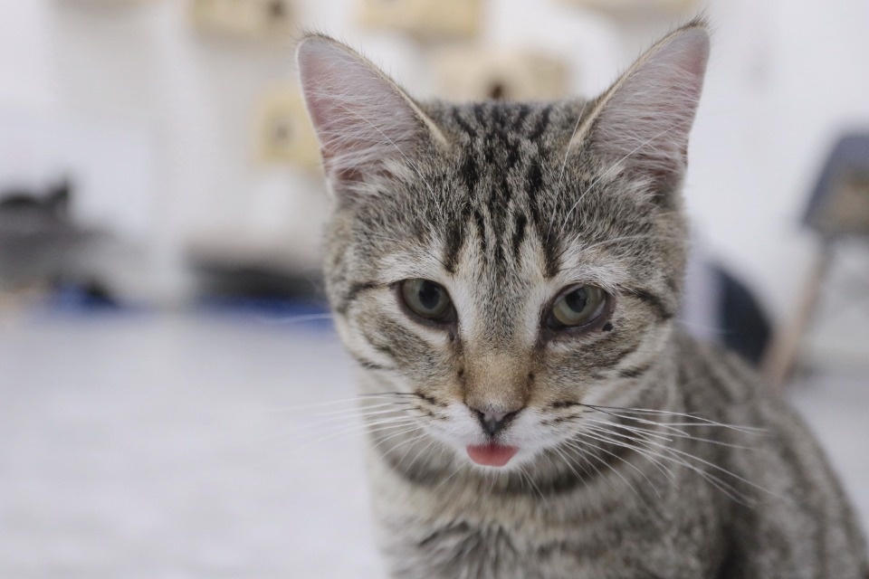 Усатые-полосатые Усатые-полосатые