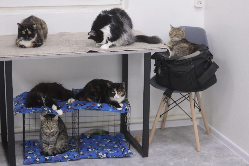 Усатые-полосатые Усатые-полосатые