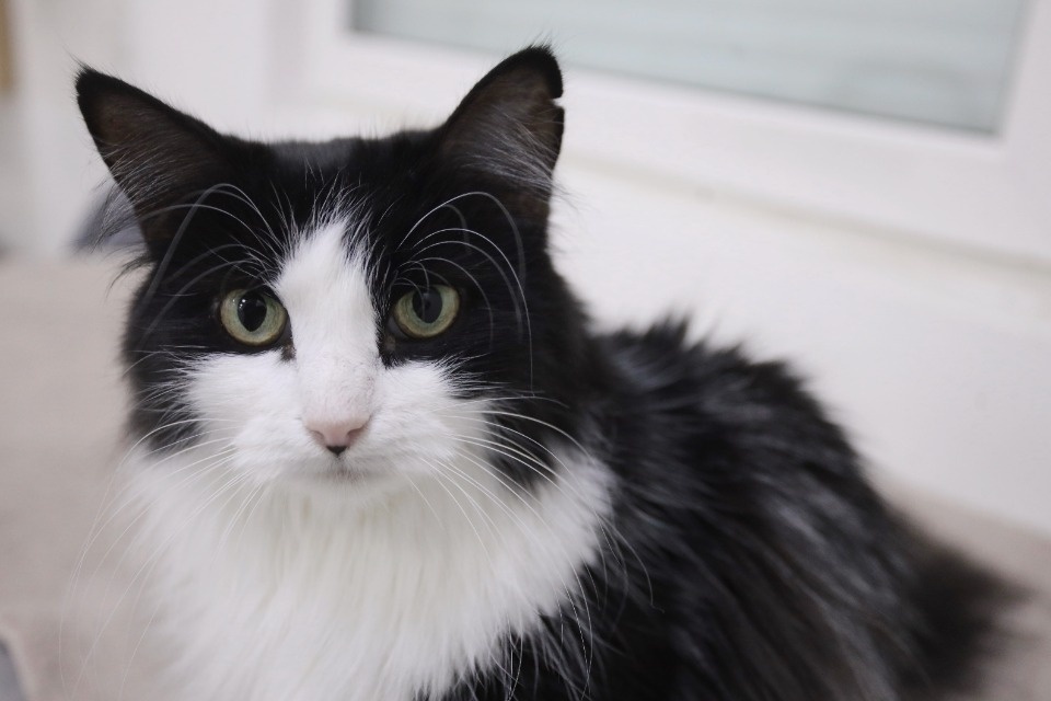 Усатые-полосатые Усатые-полосатые