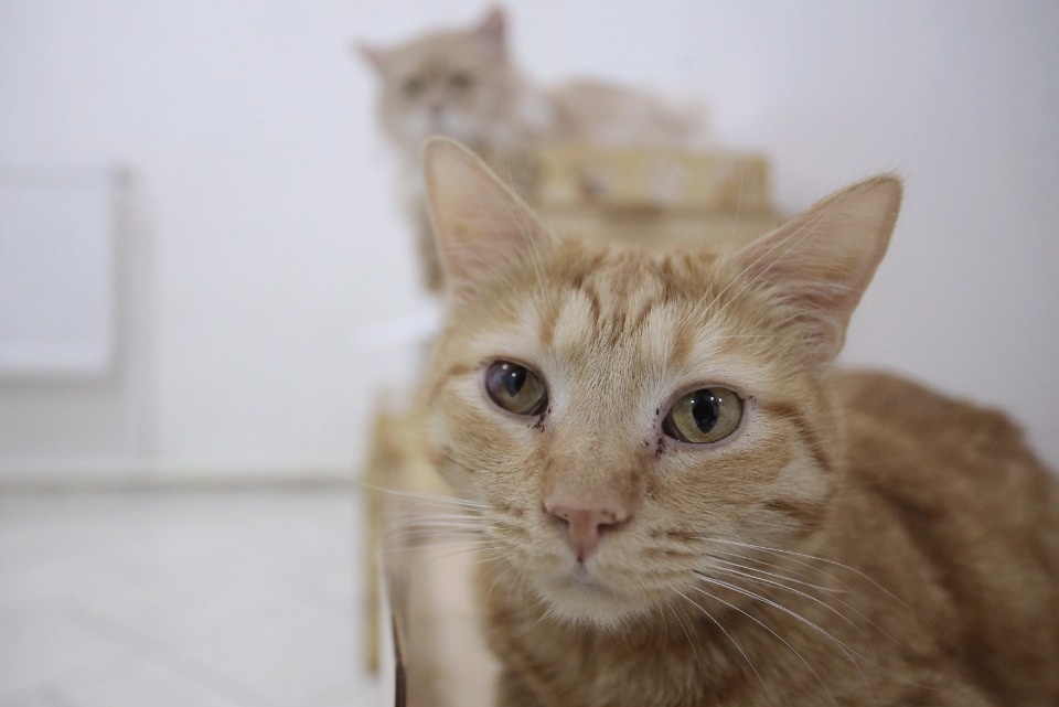 Усатые-полосатые Усатые-полосатые