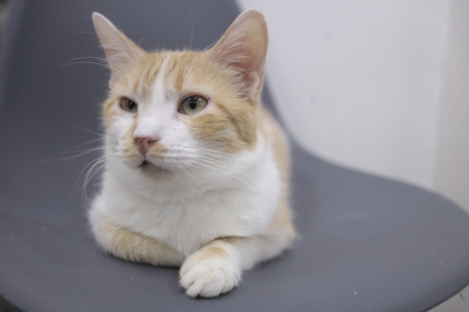 Усатые-полосатые Усатые-полосатые