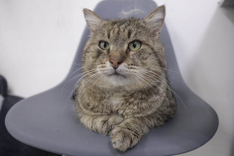 Усатые-полосатые Усатые-полосатые