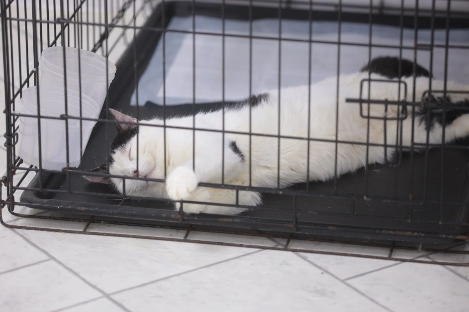 Усатые-полосатые Усатые-полосатые