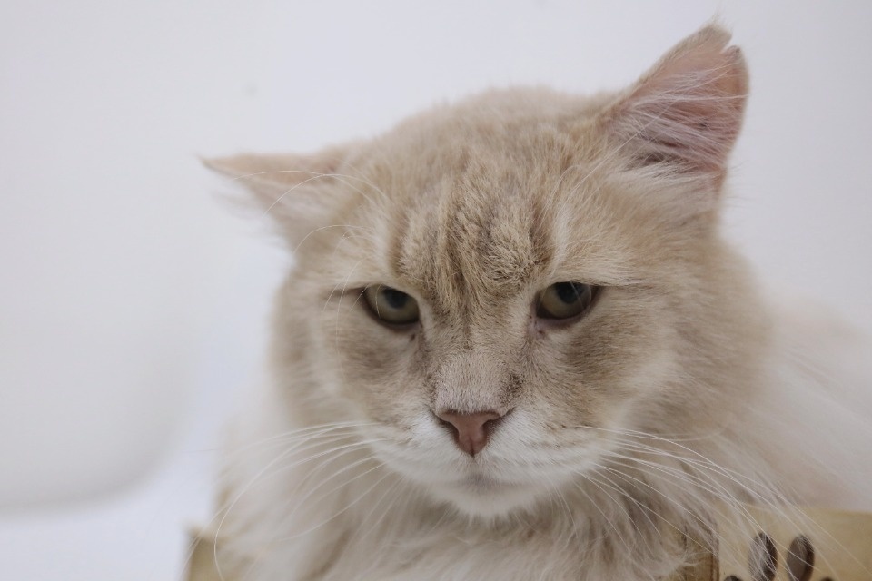 Усатые-полосатые Усатые-полосатые