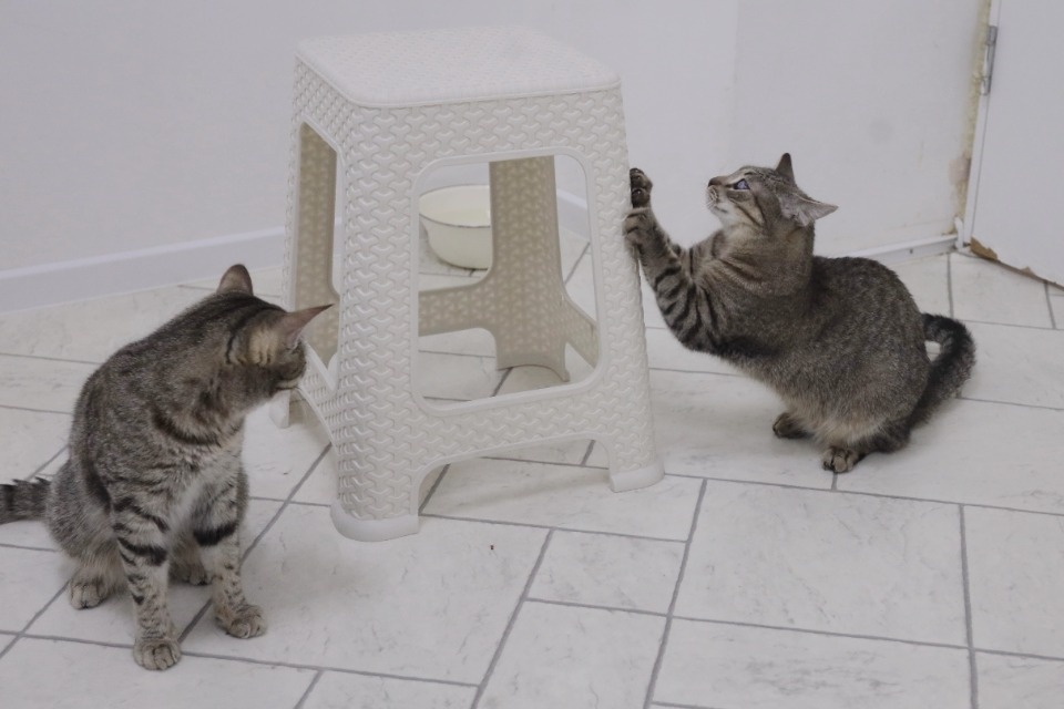 Усатые-полосатые Усатые-полосатые