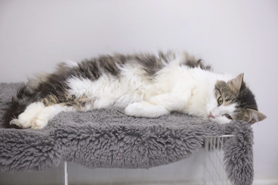 Усатые-полосатые Усатые-полосатые