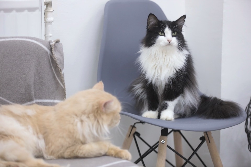 Усатые-полосатые Усатые-полосатые