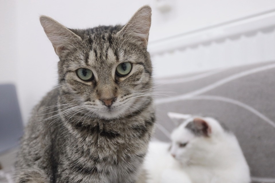 Усатые-полосатые Усатые-полосатые