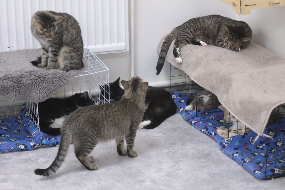 Усатые-полосатые Усатые-полосатые