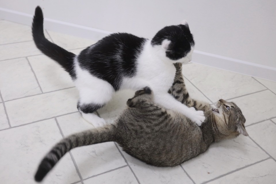 Усатые-полосатые Усатые-полосатые