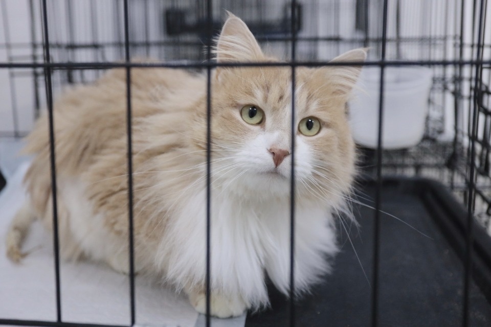 Усатые-полосатые Усатые-полосатые