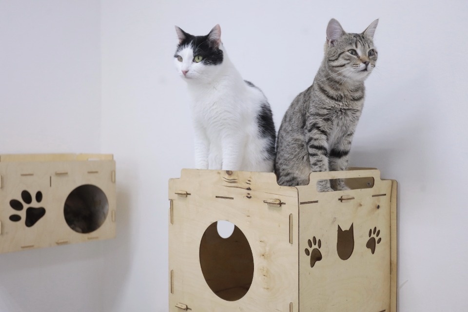 Усатые-полосатые Усатые-полосатые