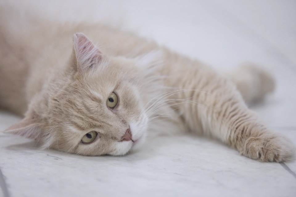 Усатые-полосатые Усатые-полосатые