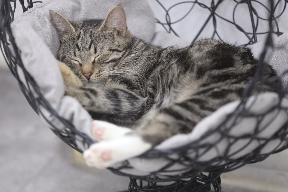 Усатые-полосатые Усатые-полосатые