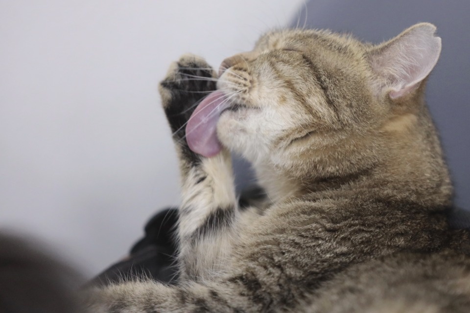 Усатые-полосатые Усатые-полосатые