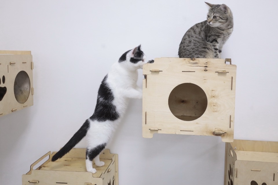 Усатые-полосатые Усатые-полосатые