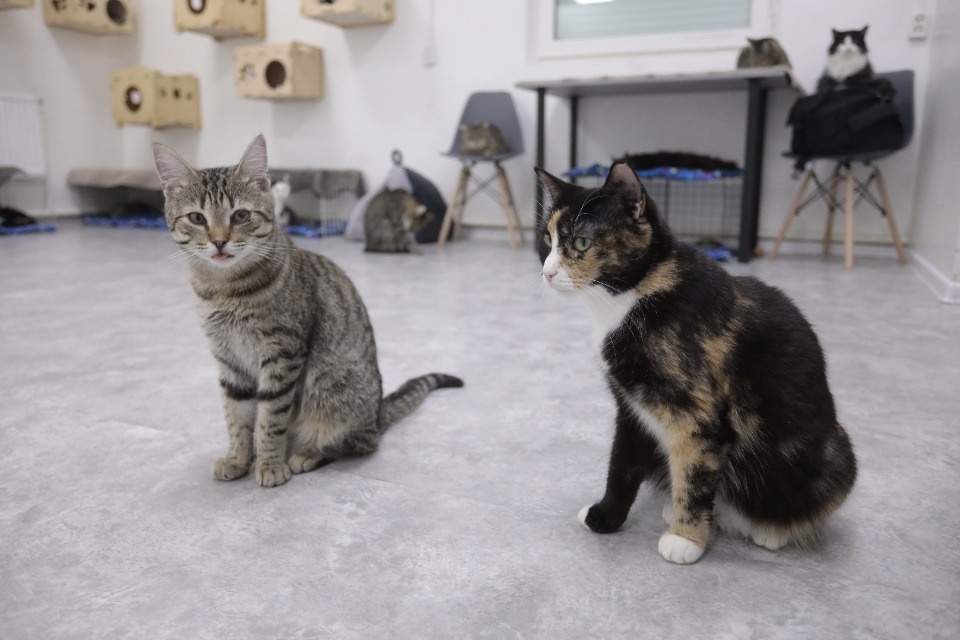 Усатые-полосатые Усатые-полосатые